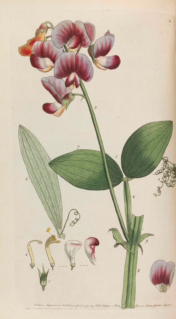 Flora rústica, 1792. de Thomas Martyn