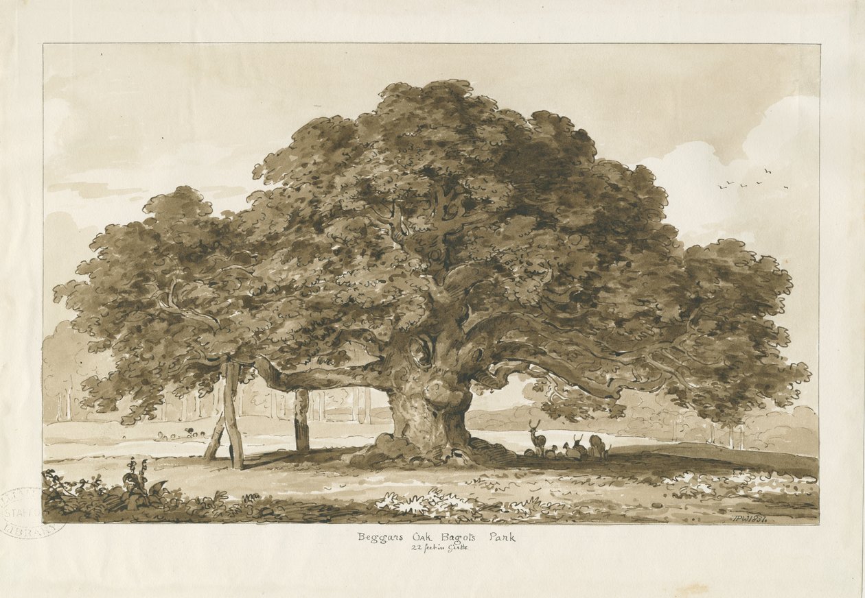 Blithfield - Beggar "s Oak: desenho sépia, 1837 de Thomas Peploe Wood