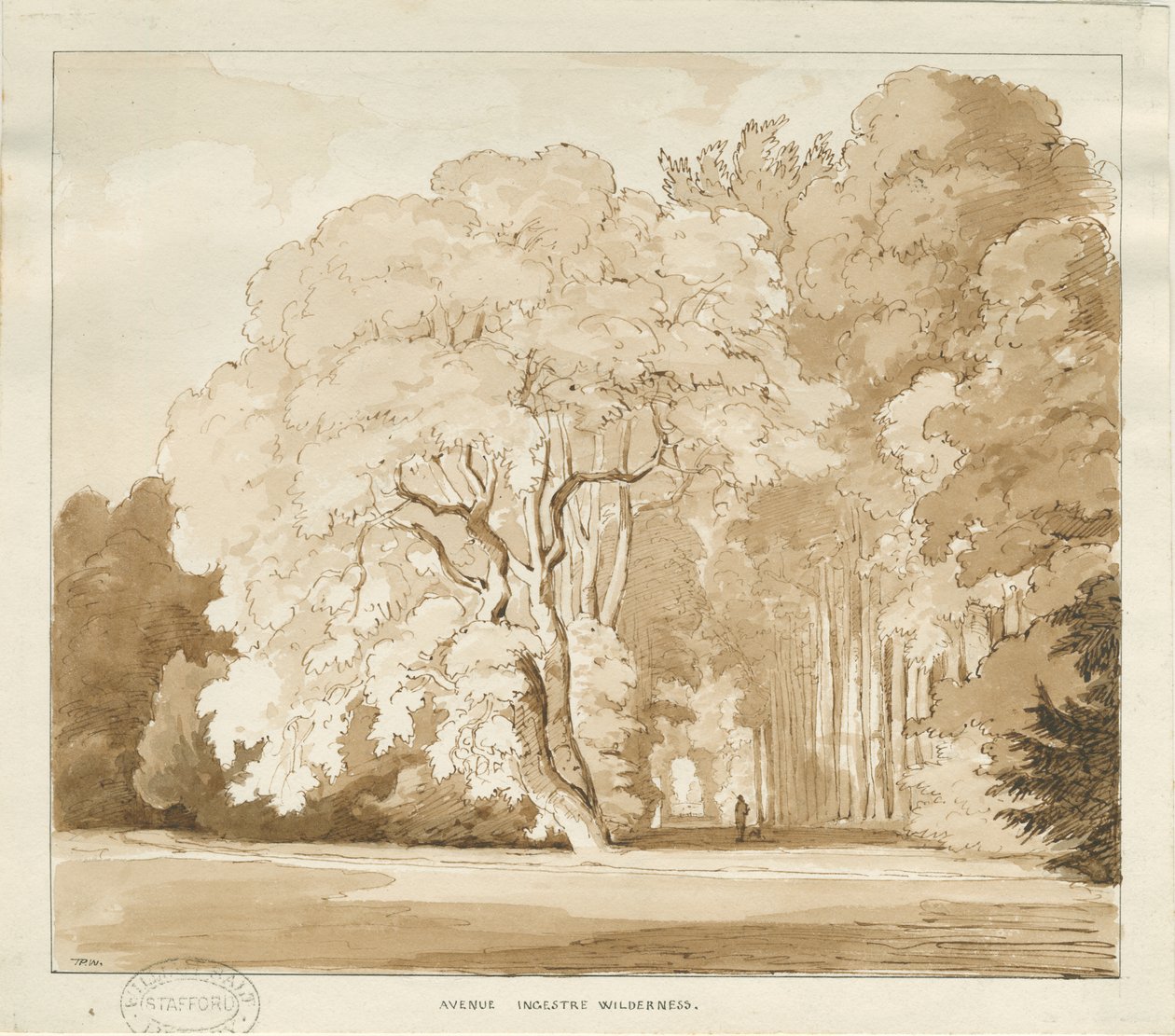 Ingestre - um estudo de árvores: desenho em sépia, sd [ 1838] (desenho) de Thomas Peploe Wood