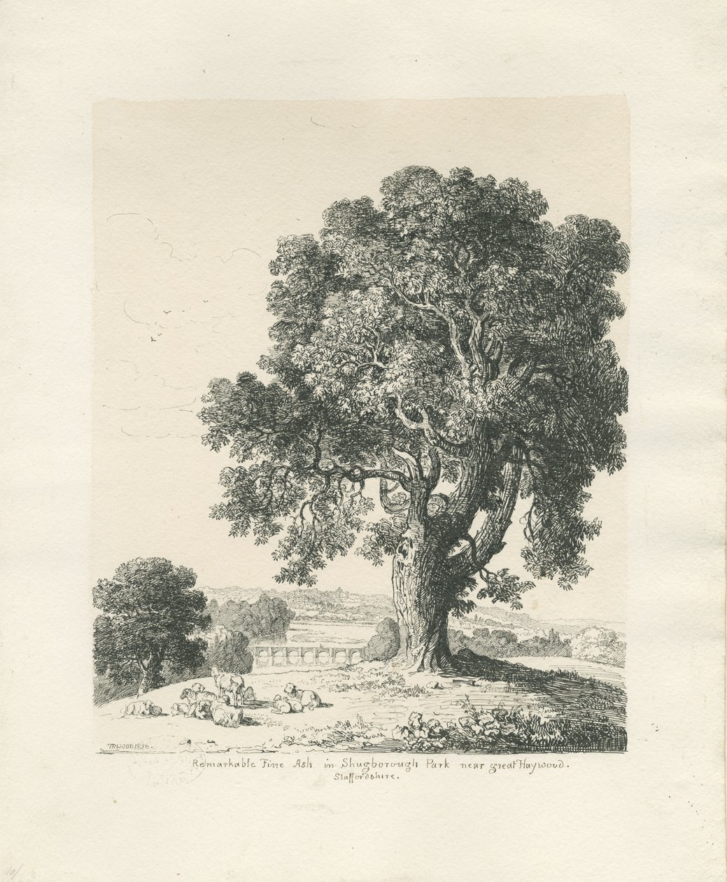 Parque Shugborough - Freixo: desenho a caneta e tinta de Thomas Peploe Wood