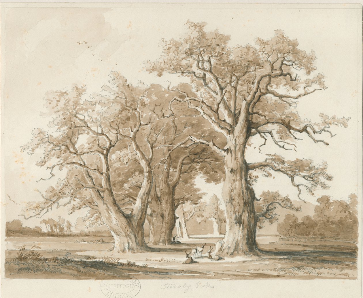 Teddesley Hall - Carvalhos: desenho a lápis e lavagem, sd [novembro de 1842] (desenho) de Thomas Peploe Wood