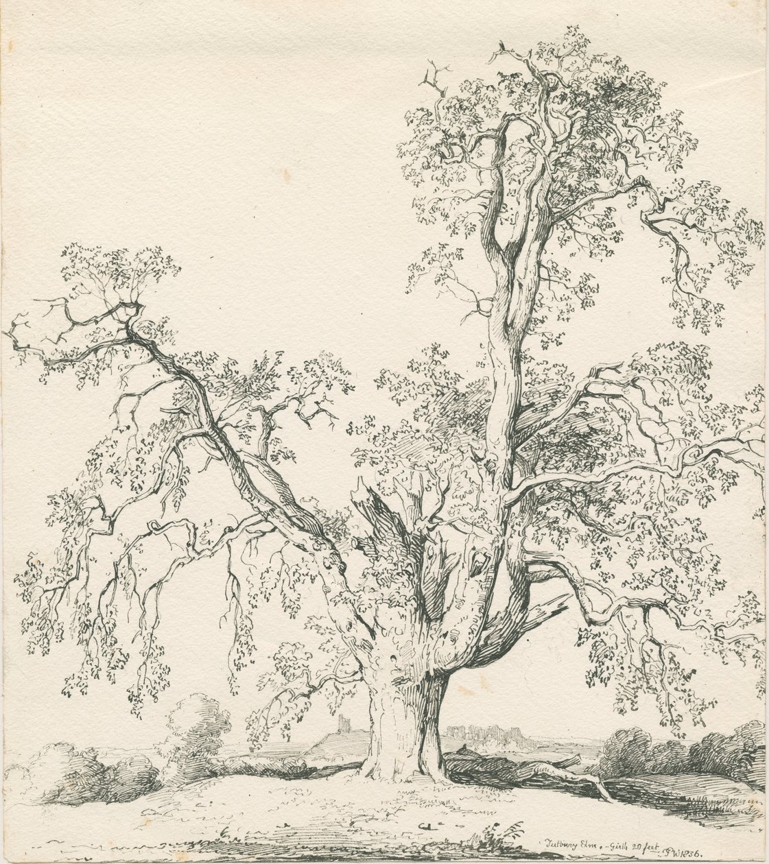 Tutbury - &39;Wych Elm&39;: desenho a bico de pena de Thomas Peploe Wood