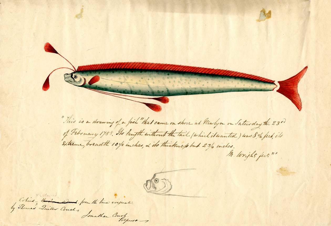 Desenho a aguarela do peixe-javali de Newlyn (Regalecus glesne), c.1849 (lápis e aguarela sobre papel) de Thomas Quiller Couch