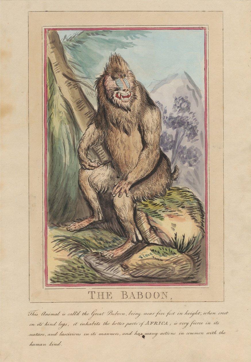 Conjunto de oito, com página de rosto. «Animais Estrangeiros e Nacionais». 2. O Leão de Thomas Rowlandson