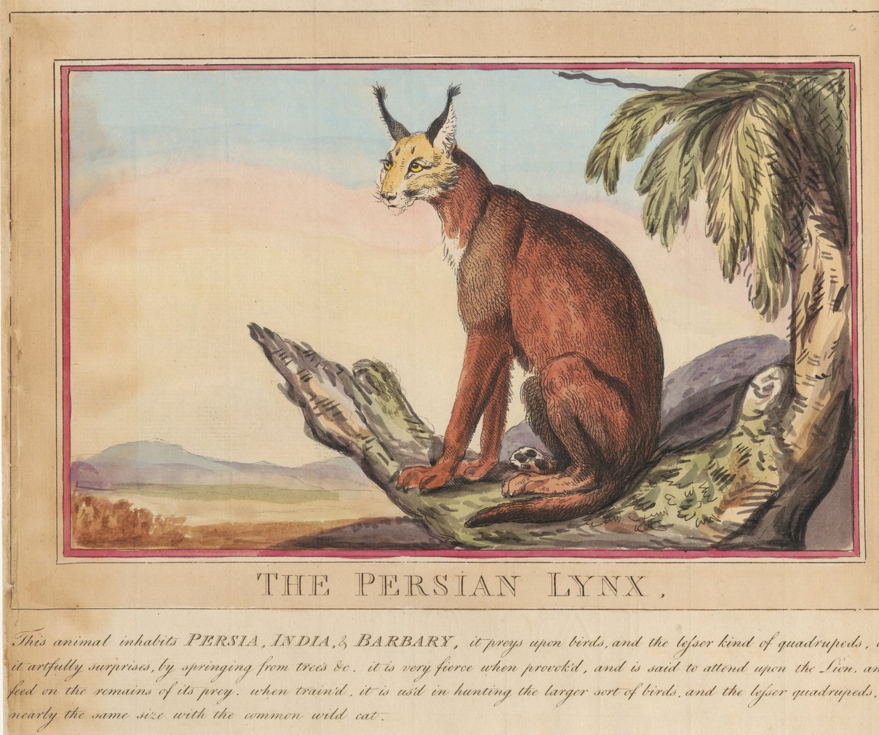 Conjunto de oito, com página de rosto. «Animais Estrangeiros e Nacionais».  7.  O lince persa de Thomas Rowlandson