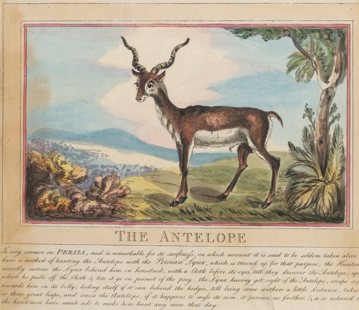 Conjunto de oito, com página de rosto. «Animais Estrangeiros e Nacionais». 8. O antílope de Thomas Rowlandson