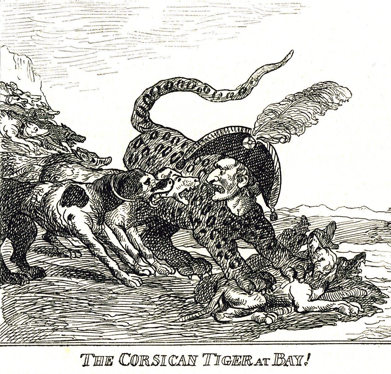 O Tigre da Córsega descascado (Napoleão Bonaparte), caricatura 1808 de Thomas Rowlandson