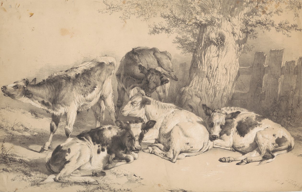 Gado de Thomas Sidney Cooper