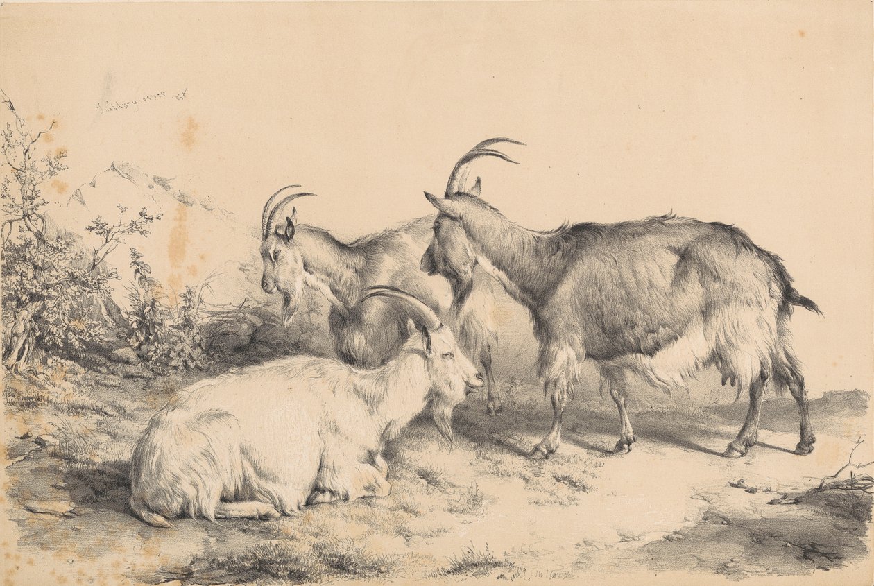 Três cabras de Thomas Sidney Cooper