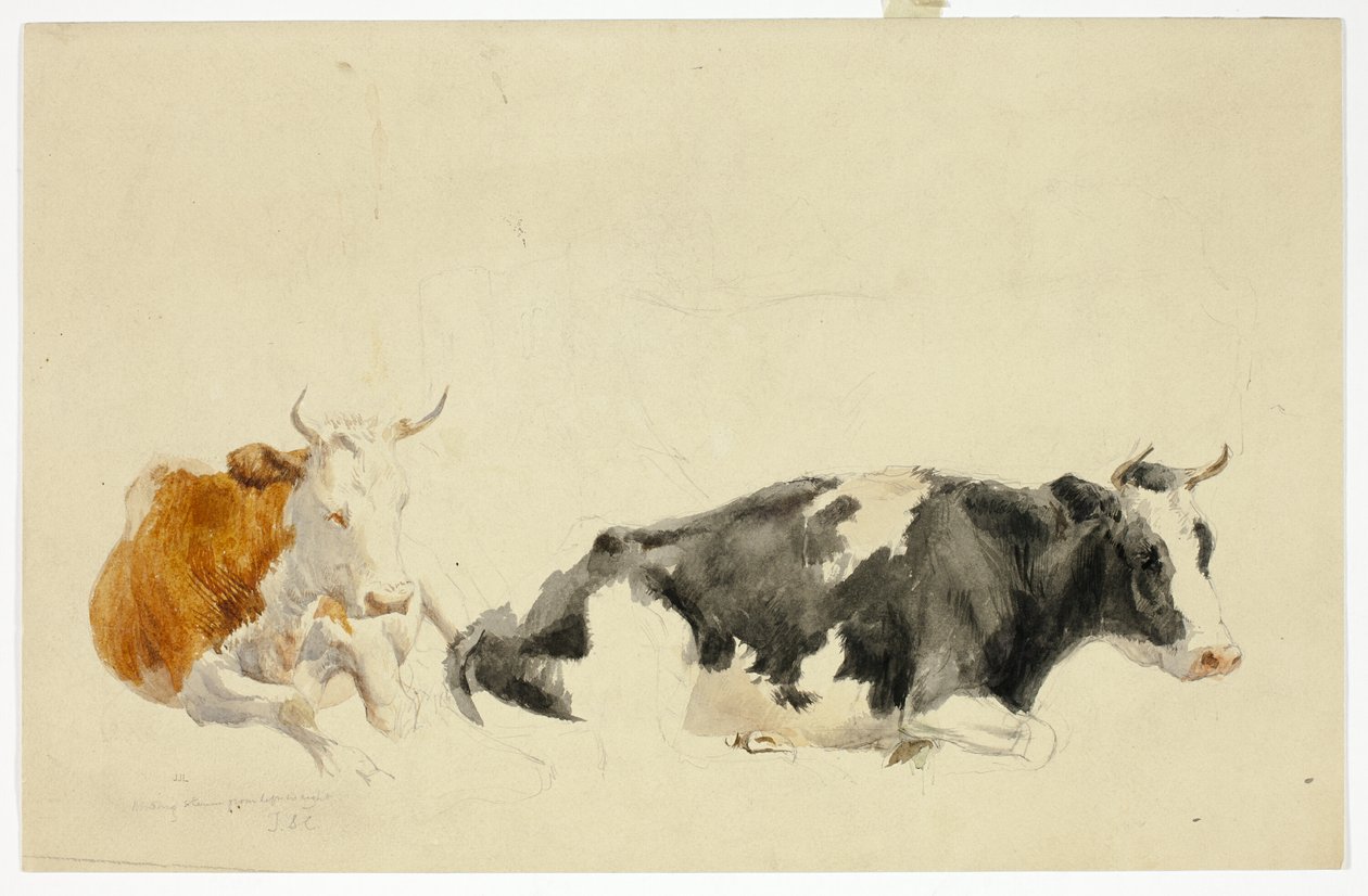 Duas vacas reclinadas (frente); esboço de uma vaca de pé (verso) de Thomas Sidney Cooper