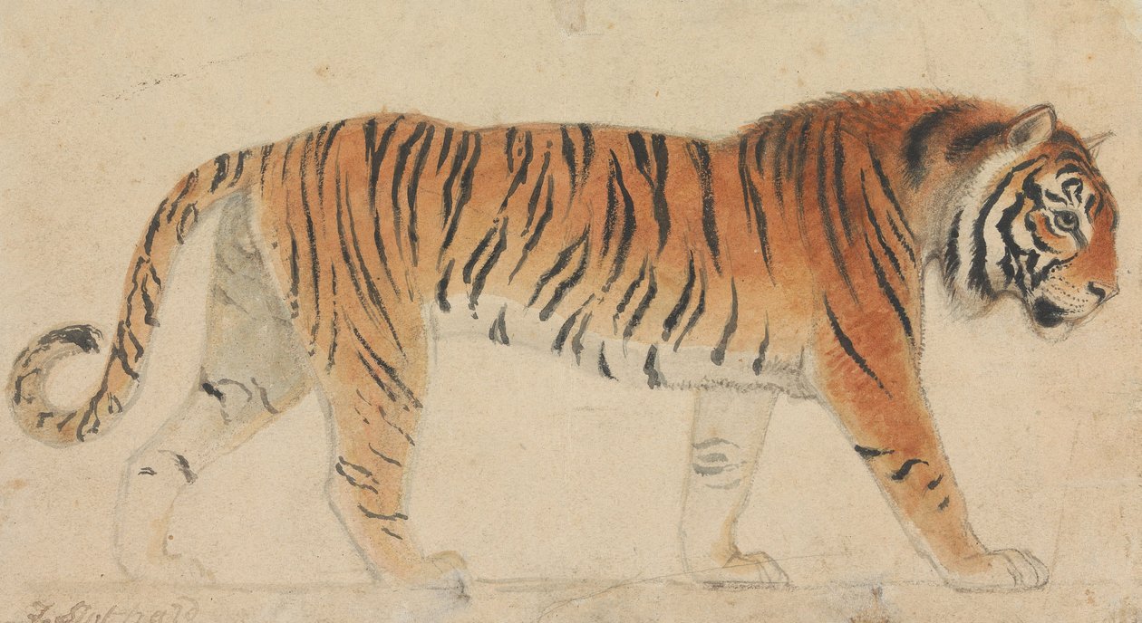 Um tigre, de corpo inteiro, de perfil, a caminhar para a direita de Thomas Stothard