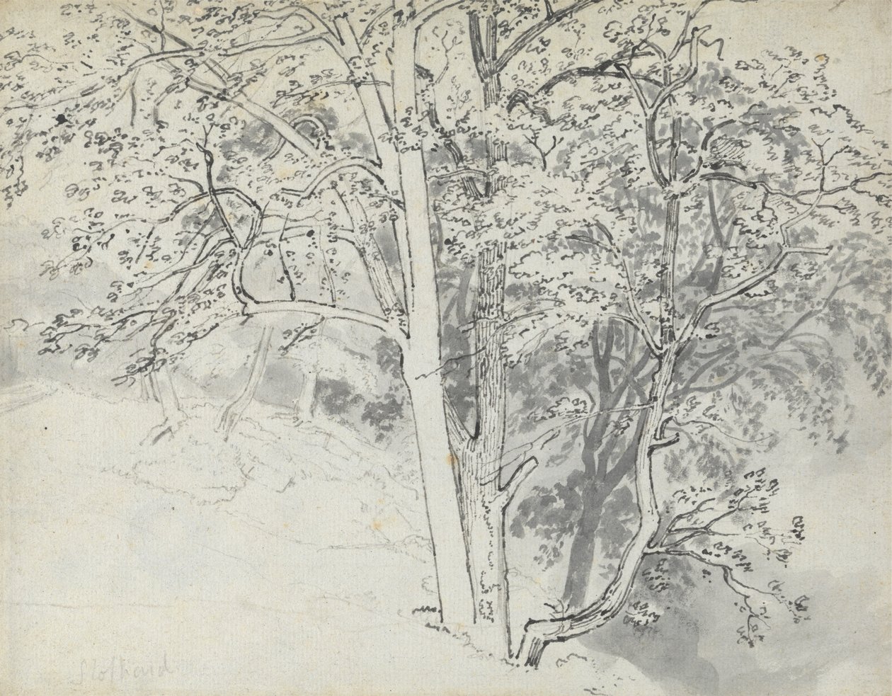 Estudo das Árvores de Thomas Stothard