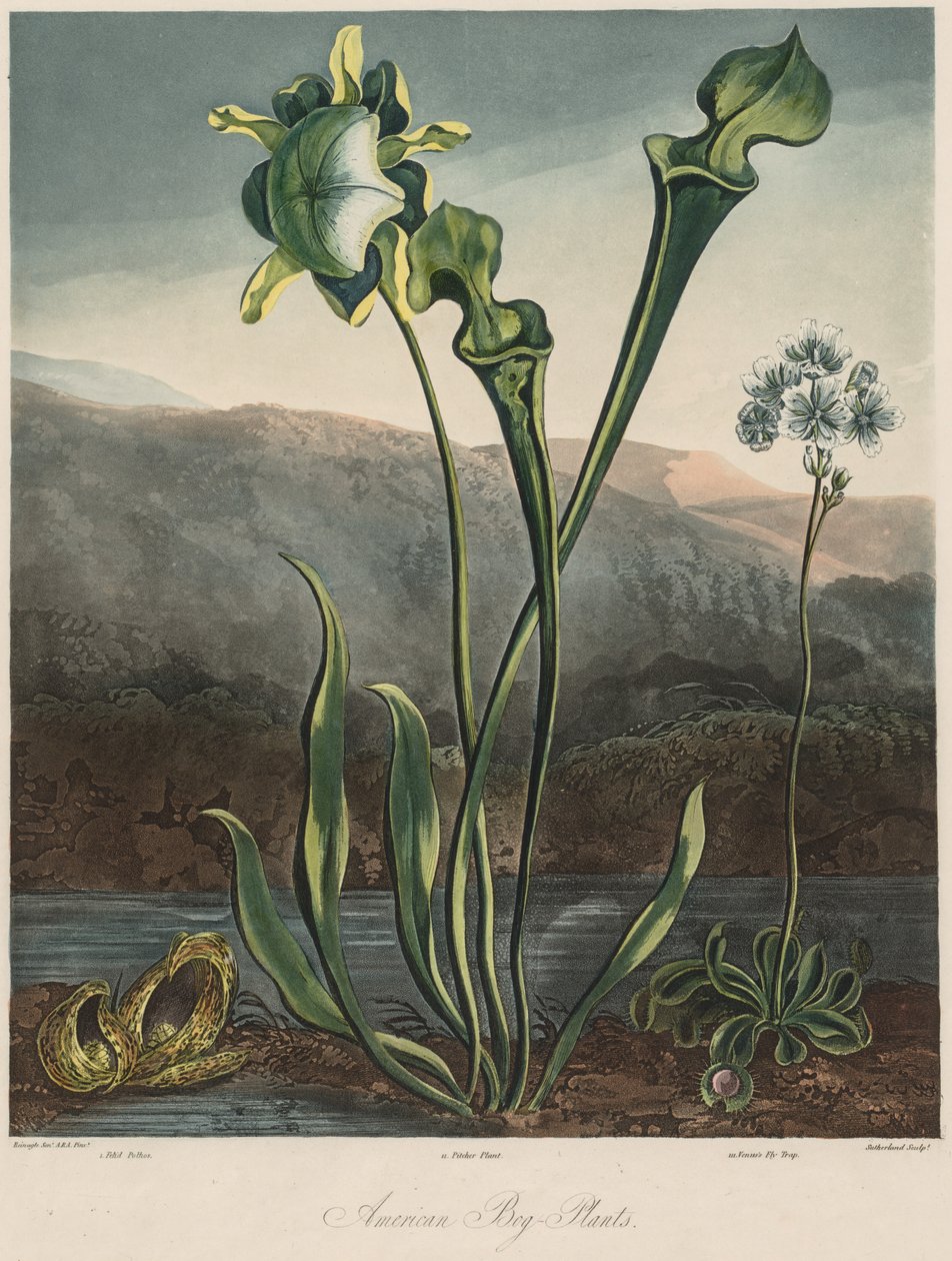 O Templo da Flora: Plantas de pântano americanas de Thomas Sutherland