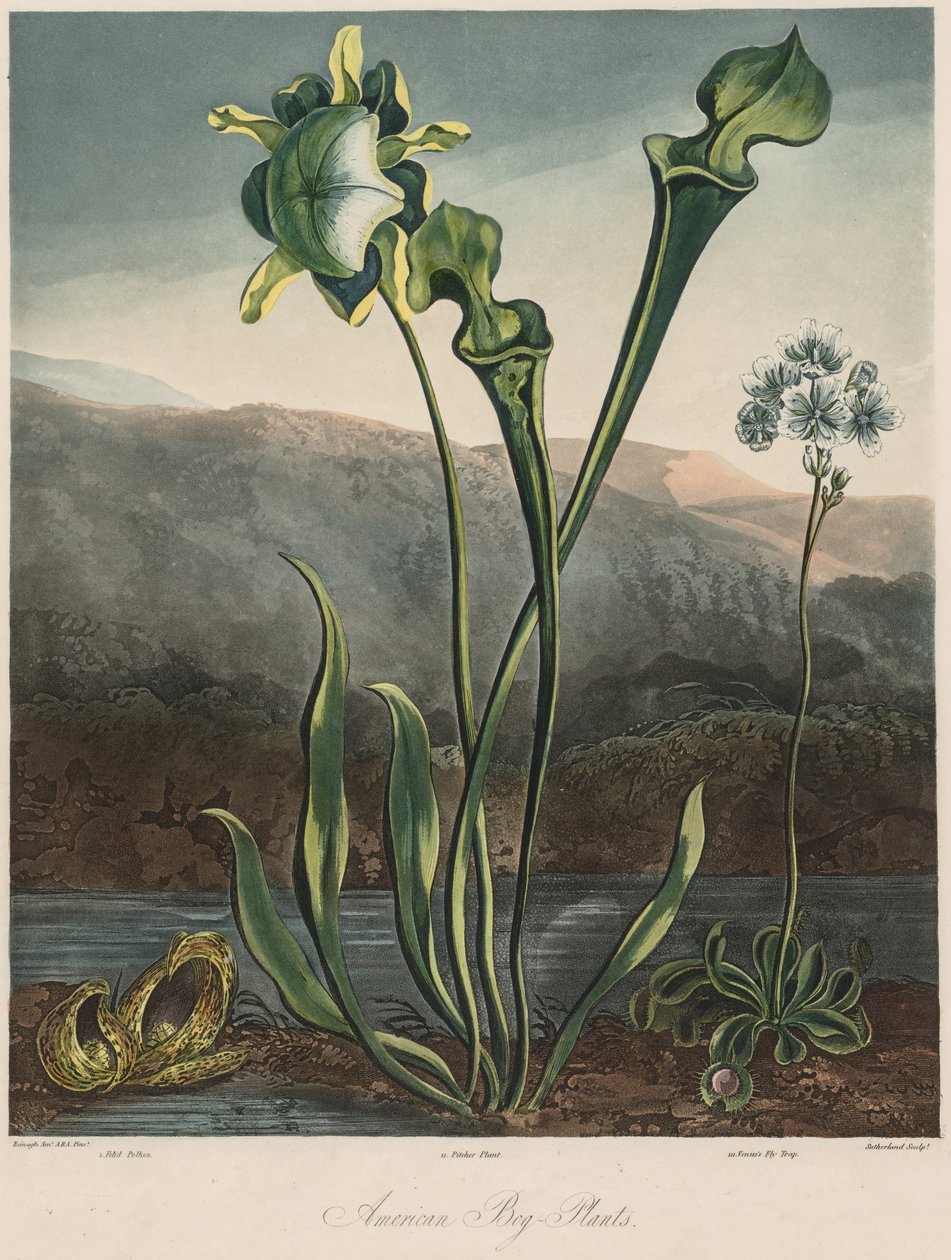 O Templo da Flora: Plantas American Bog. de Thomas Sutherland