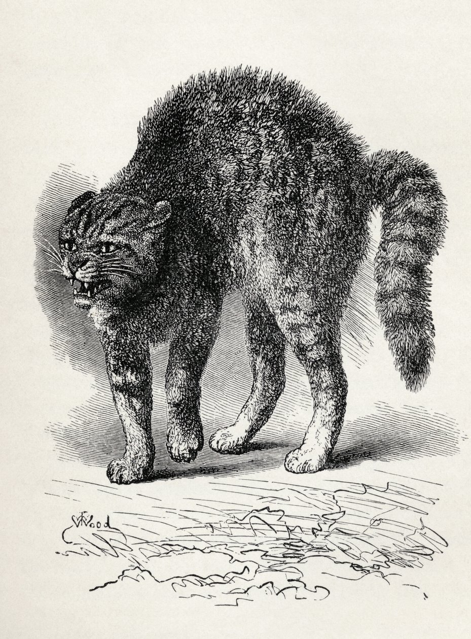 Gato aterrorizado por um cachorro, de Charles Darwin "A Expressão das Emoções no Homem e Animais", 1872 (lito) de Thomas W. Wood