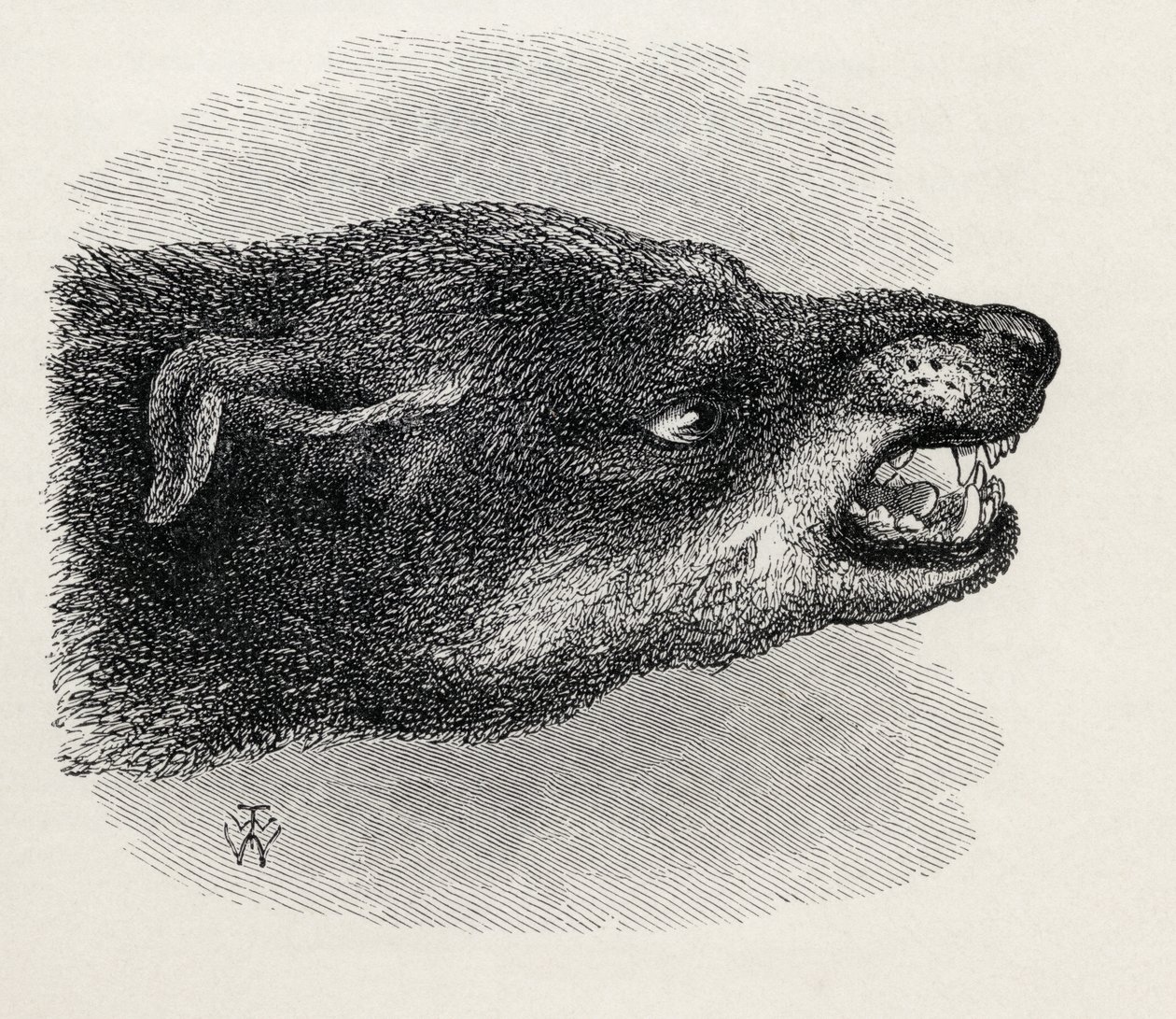 Cabeça de cachorro rosnando, de Charles Darwin, "A expressão das emoções no homem e nos animais", 1872 de Thomas W. Wood