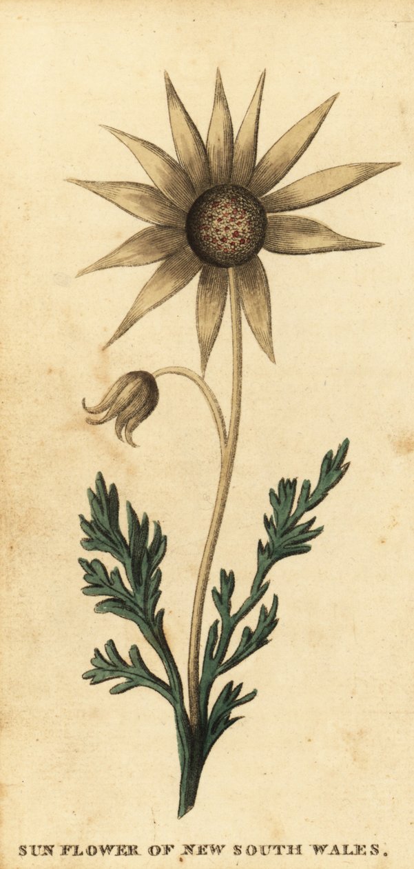 Flor de flanela, Actinotus helianthi. ,1800 (gravura) de Thomas Watling