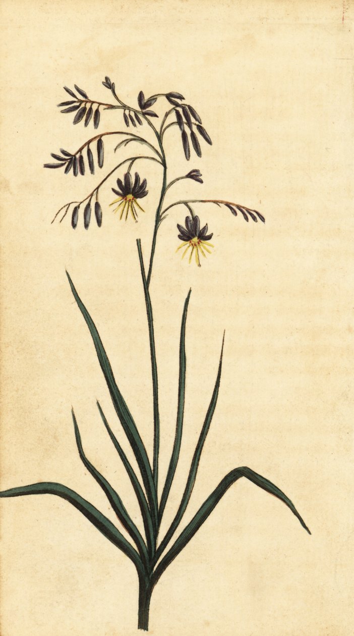 Flor de rocha de Nova Gales do Sul, Austrália. ,1800 (gravura) de Thomas Watling