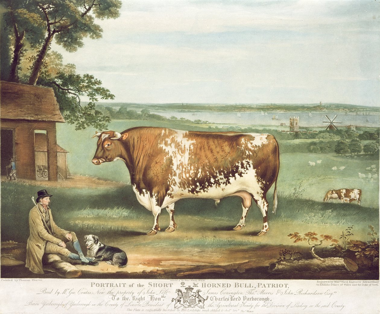 Um touro curto com chifres, patriota, gravado por William Ward, Shrewsbury, 1810 (cor de gravura) de Thomas Weaver