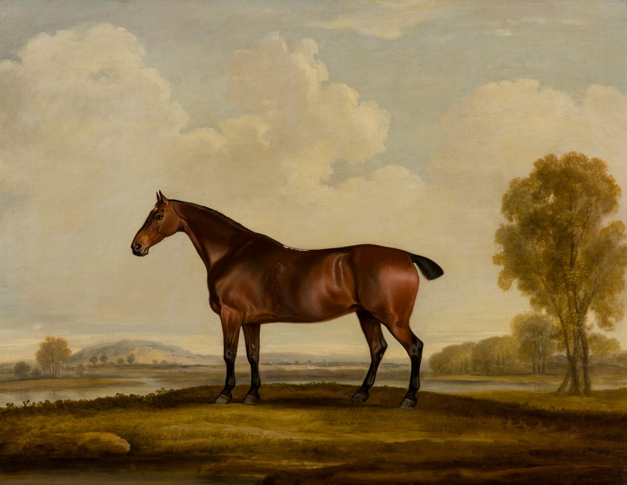 Georgiana: um cavalo, c.1819 (óleo sobre tela) de Thomas Weaver