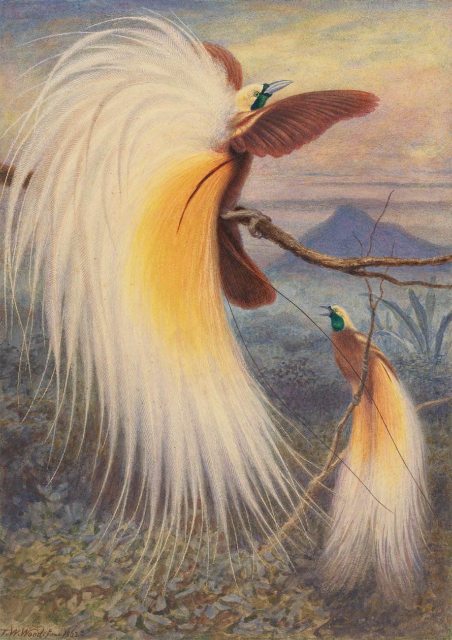 Aves do Paraíso de Thomas William Wood