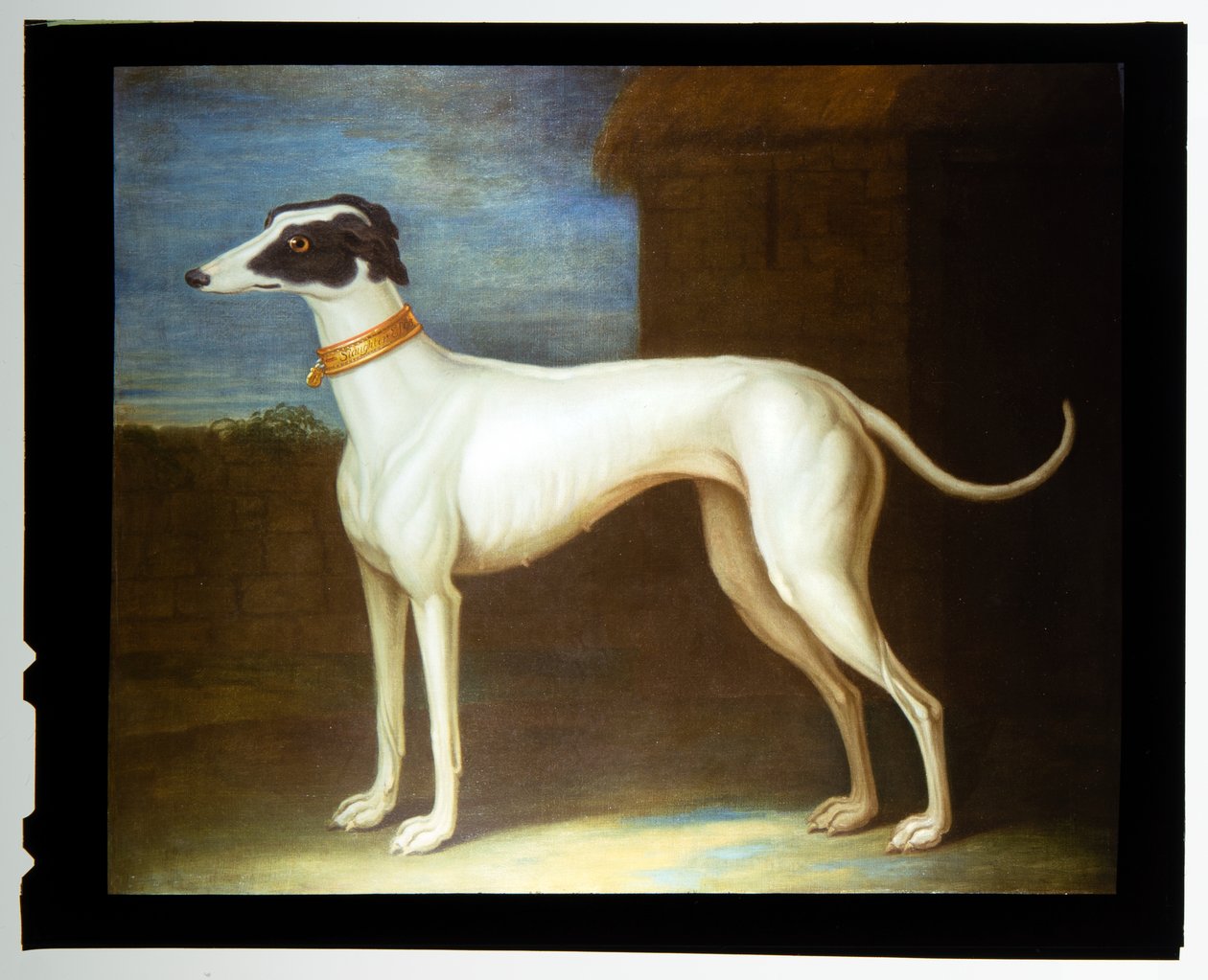 Um galgo favorito de Thomas of Pall Mall Butler