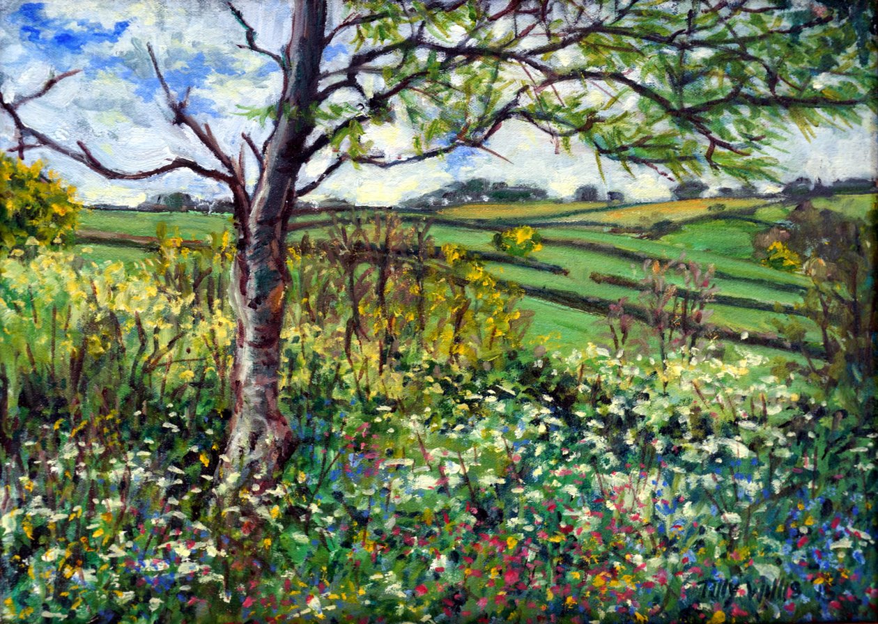 Através dos campos de Tilly Willis