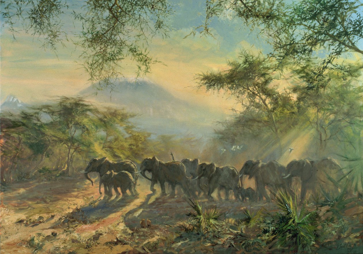 Elefante, Kilimanjaro, 1995 de Tim Scott Bolton