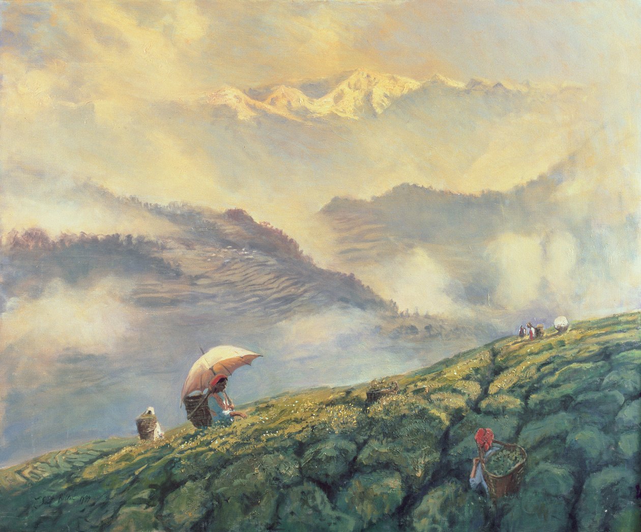 Colheita de Chá, Darjeeling, Índia, 1999 de Tim Scott Bolton