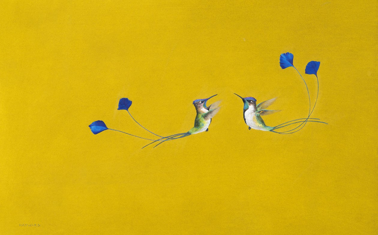 Beija-flores (aguarela e guache sobre papel) de Tim Hayward