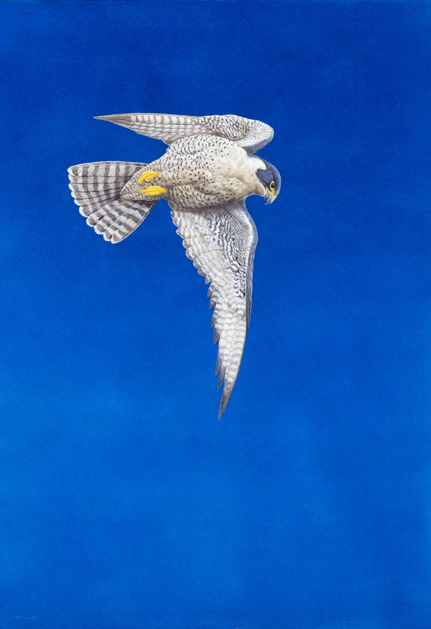 Falcão-peregrino (aquarela e guache sobre papel) de Tim Hayward