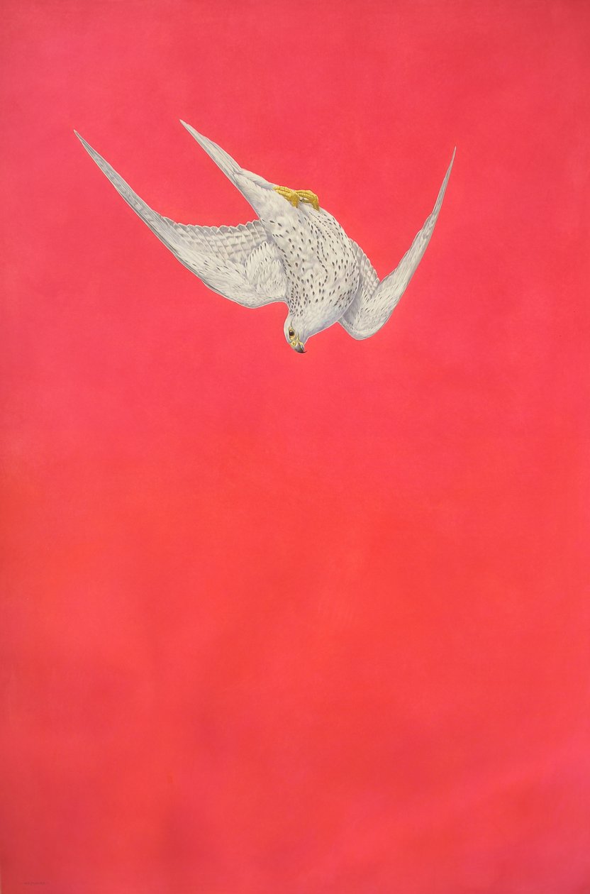 Pink Swoop; Gyr Falcon de Tim Hayward