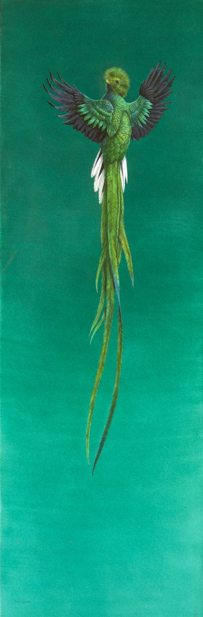 Quetzal (aquarela e guache sobre papel) de Tim Hayward