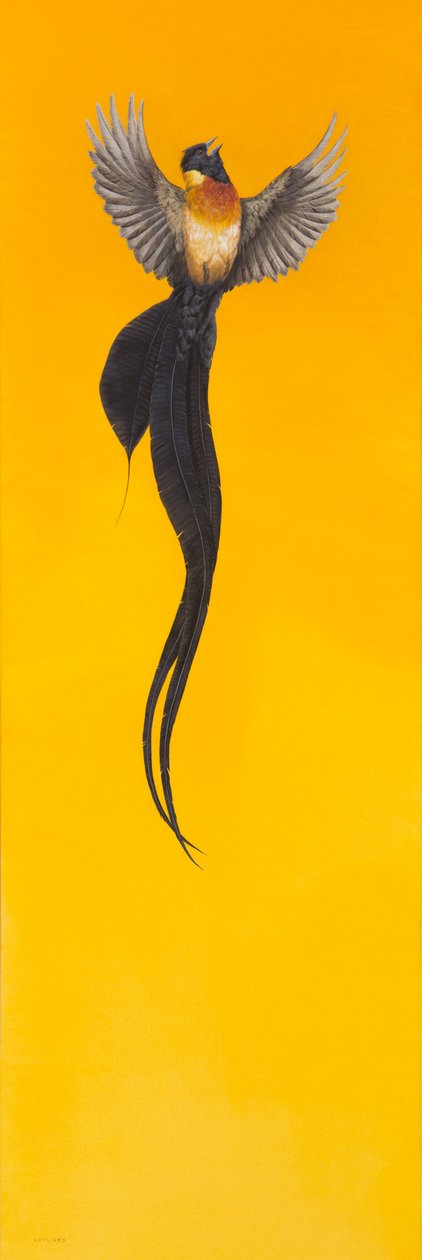 Soar Amarelo de Tim Hayward