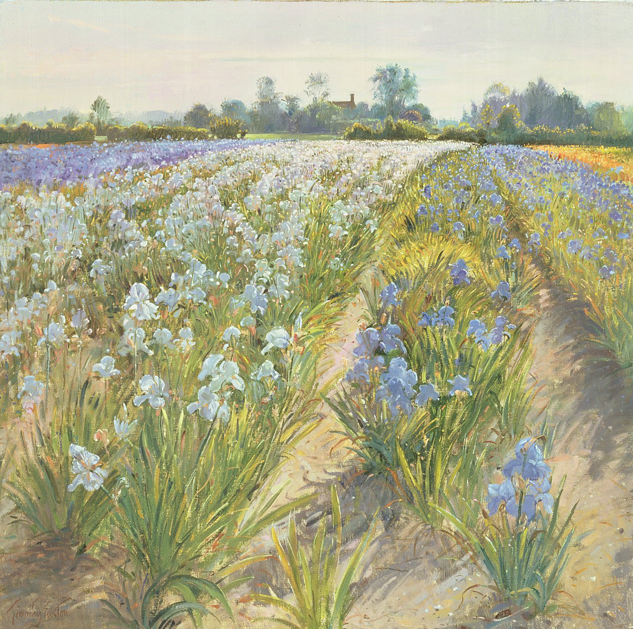 Íris azuis e brancas, Wortham de Timothy Easton
