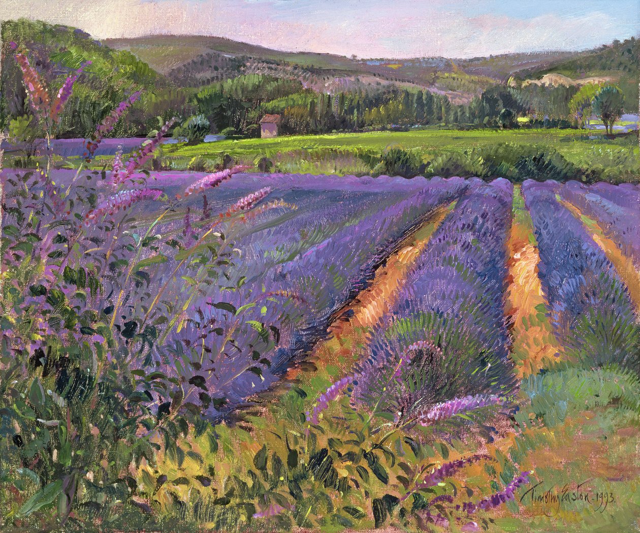 Buddleia e campo de lavanda, Montclus, 1993 de Timothy Easton