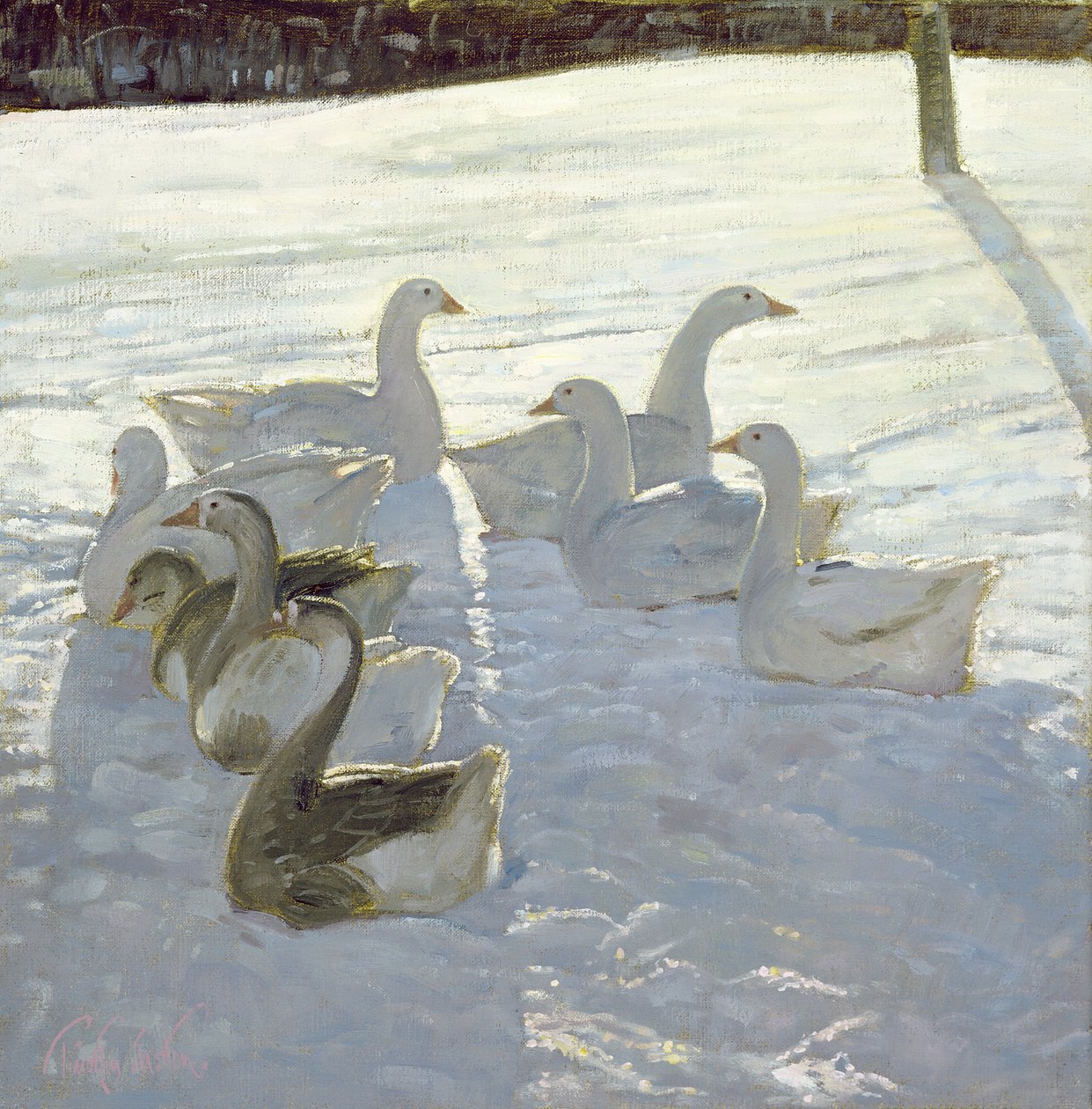 Gansos contra a luz de Timothy Easton