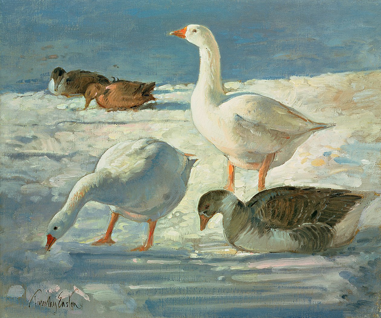 Gansos e Marrecos, 2000 de Timothy Easton