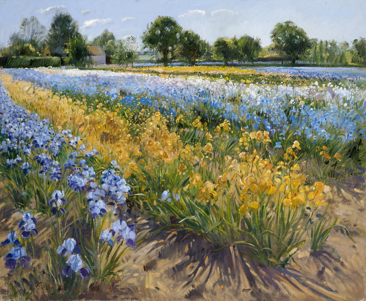 Íris em Burgate, 1996 de Timothy Easton