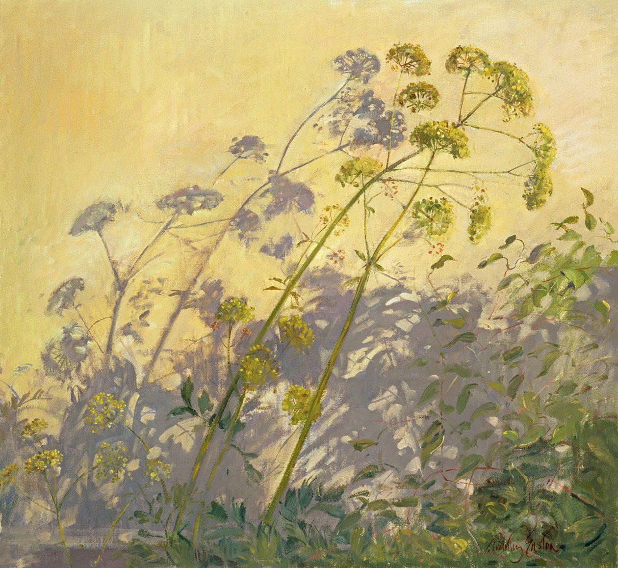 Lovage, Clematis e Shadows, 1999 de Timothy Easton