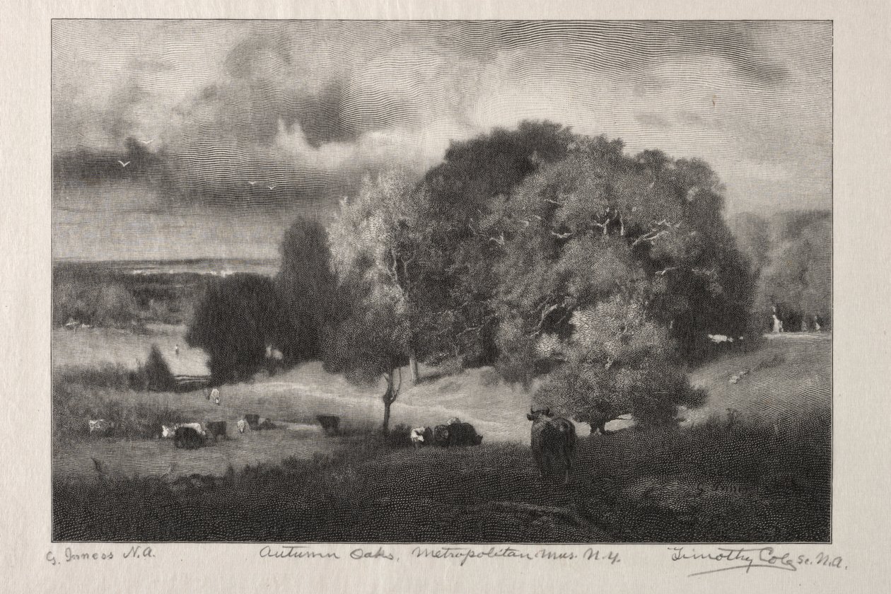 Carvalhos de outono de Timothy Cole