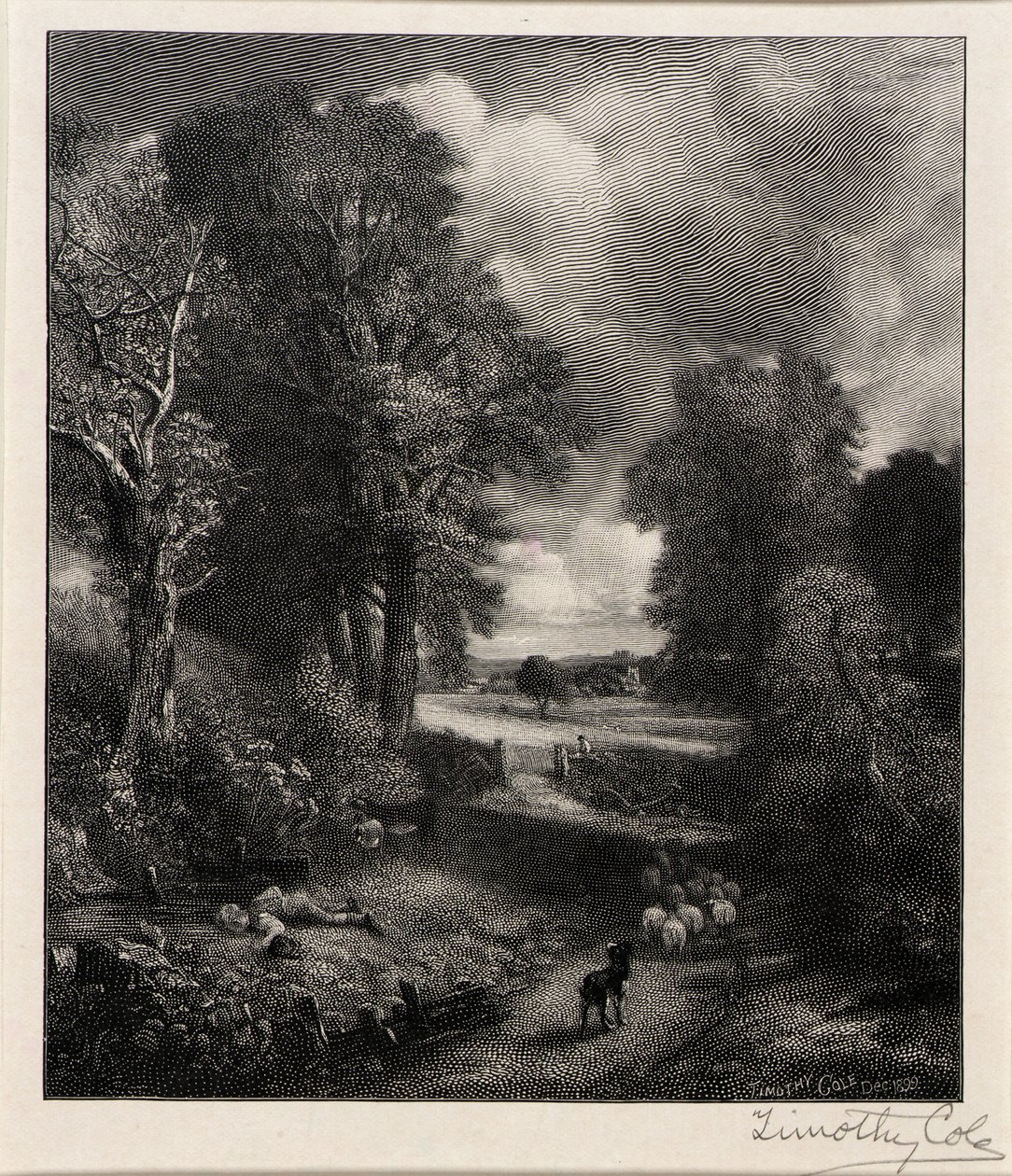Campo de milho de Timothy Cole