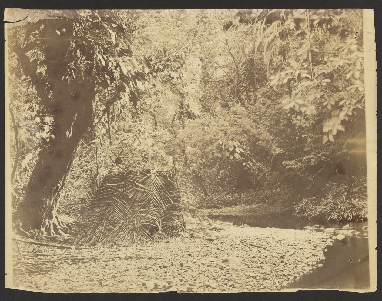 [Cena da selva: Vista de uma cabana de palha com folhas de palmeira, Istmo de Darién (Panamá)] de Timothy H. OSullivan