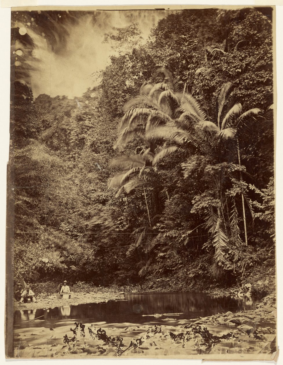 [Cena da selva com palmeiras e outra vegetação densa, Expedição de Darién, Istmo do Panamá] de Timothy H. O