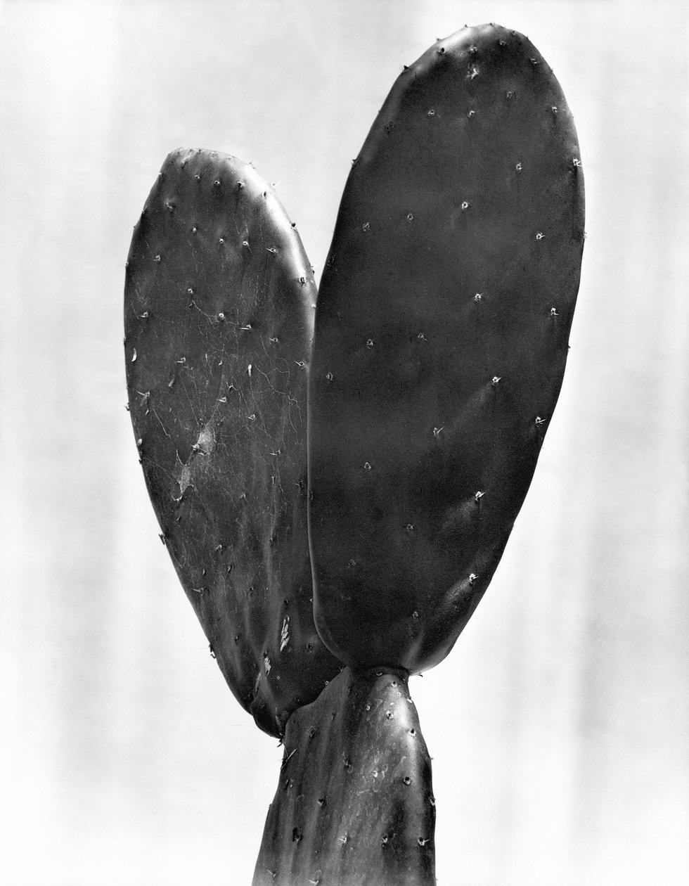 Cacto, Cidade do México, 1925 de Tina Modotti