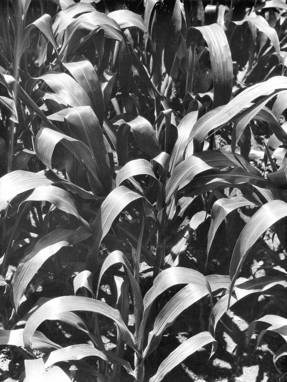 Plantas de milho, México, c.1929 de Tina Modotti
