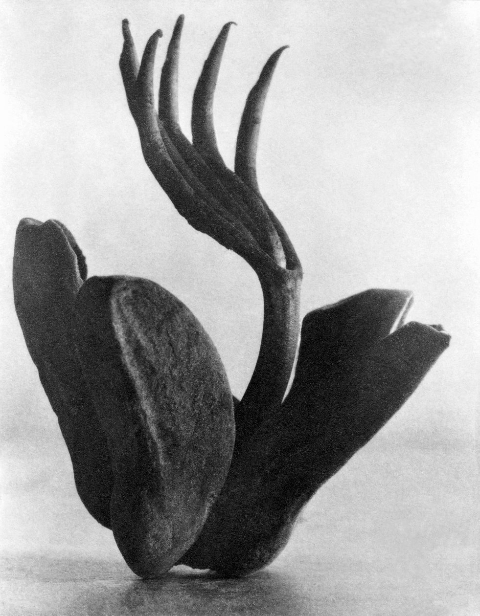 Flor de Manita, Cidade do México, 1925 de Tina Modotti