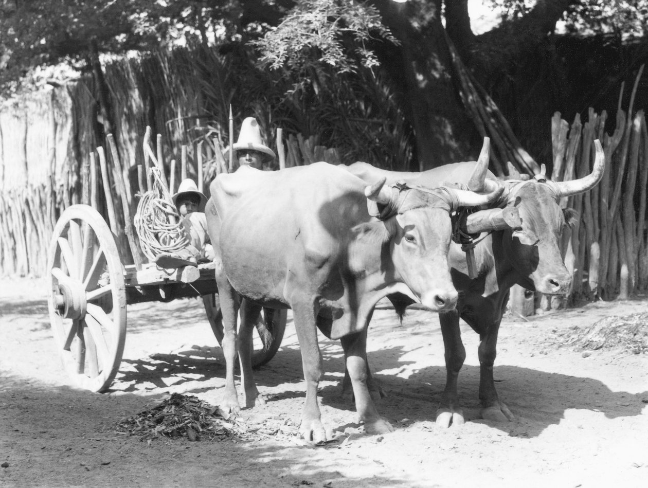 Equipe de Bois, México, c.1927 de Tina Modotti