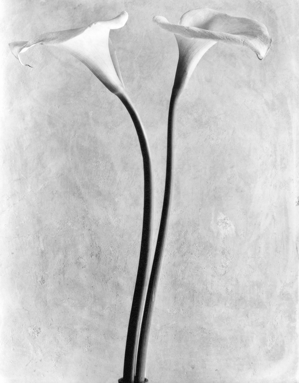 Lírios de Calla, Cidade do México, 1925 de Tina Modotti