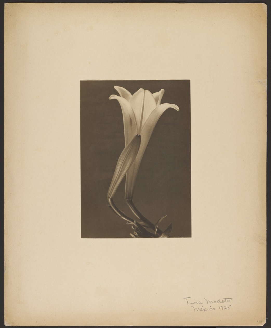 N.º 1. de Tina Modotti